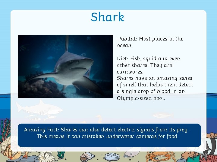 Shark Habitat: Most places in the ocean. Diet: Fish, squid and even other sharks.