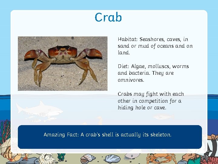 Crab Habitat: Seashores, caves, in sand or mud of oceans and on land. Diet: