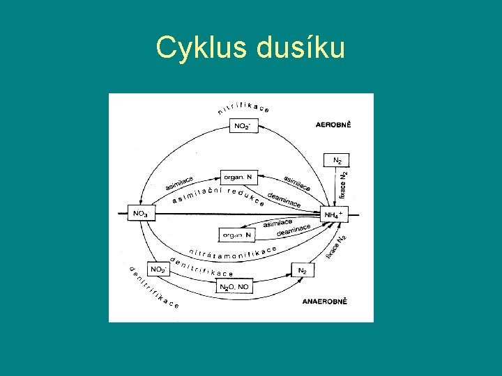 Cyklus dusíku 