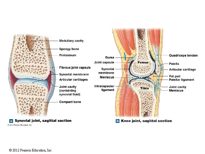 © 2012 Pearson Education, Inc. 