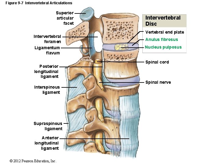 Figure 9 -7 Intervertebral Articulations Superior articular facet Intervertebral foramen Ligamentum flavum Posterior longitudinal