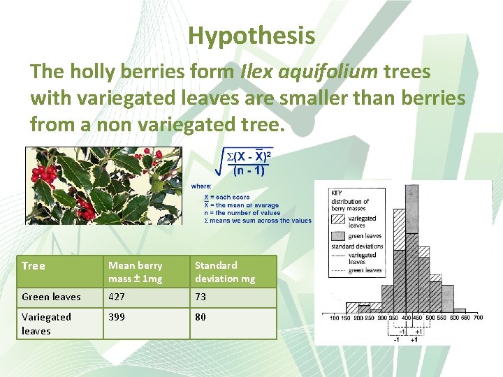 Hypothesis The holly berries form Ilex aquifolium trees with variegated leaves are smaller than