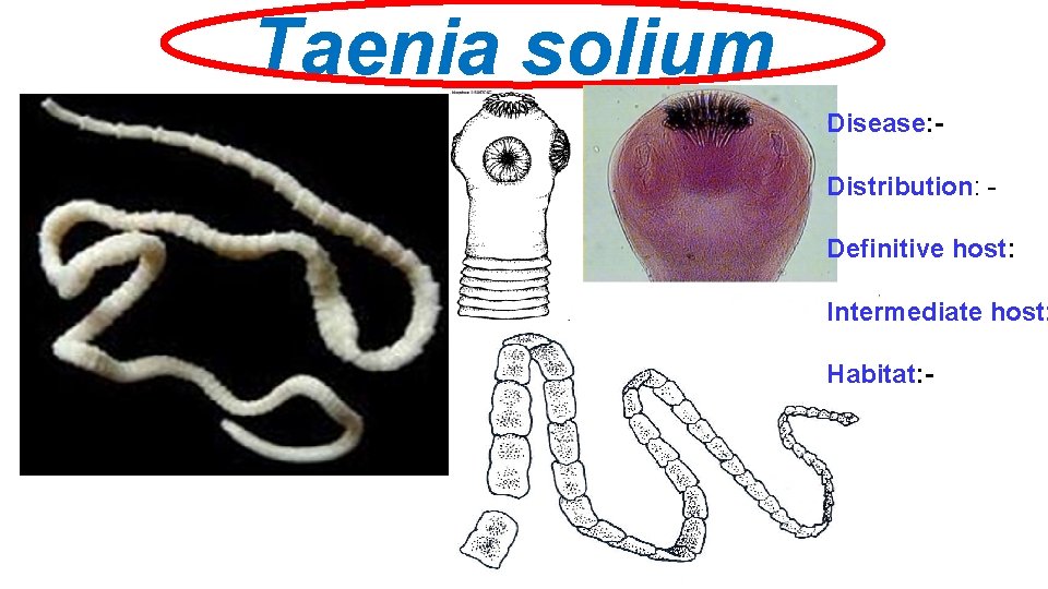 Taenia solium Disease: Distribution: Definitive host: Intermediate host: Habitat: - 