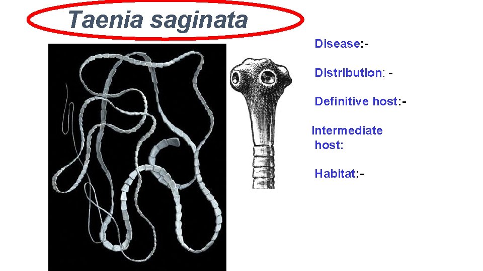 Taenia saginata Disease: Distribution: Definitive host: Intermediate host: Habitat: - 