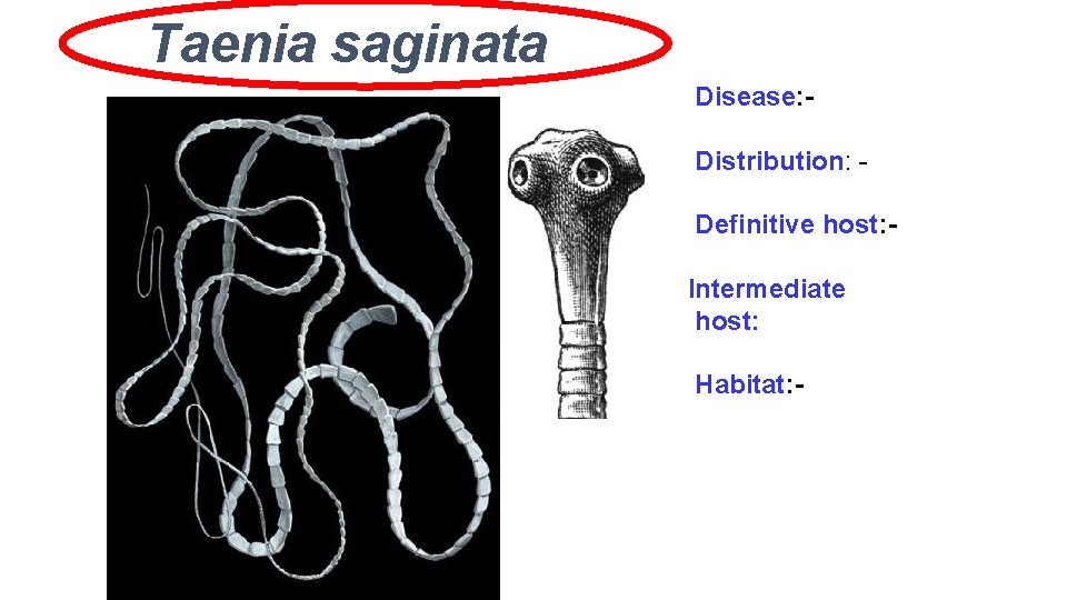 Taenia saginata Disease: Distribution: Definitive host: Intermediate host: Habitat: - Taenia saginata Disease: Distribution: Definitive host: Intermediate host: Habitat: -
