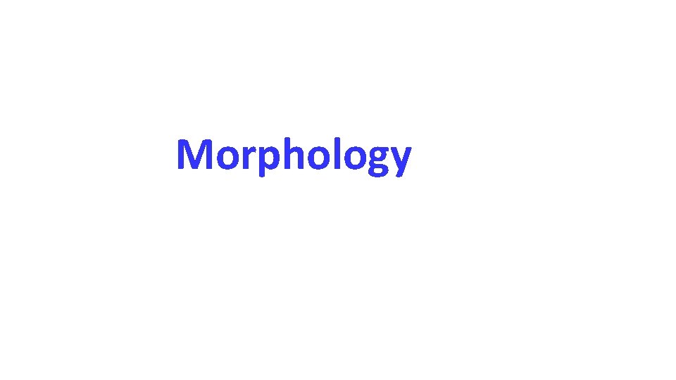 Morphology Morphology