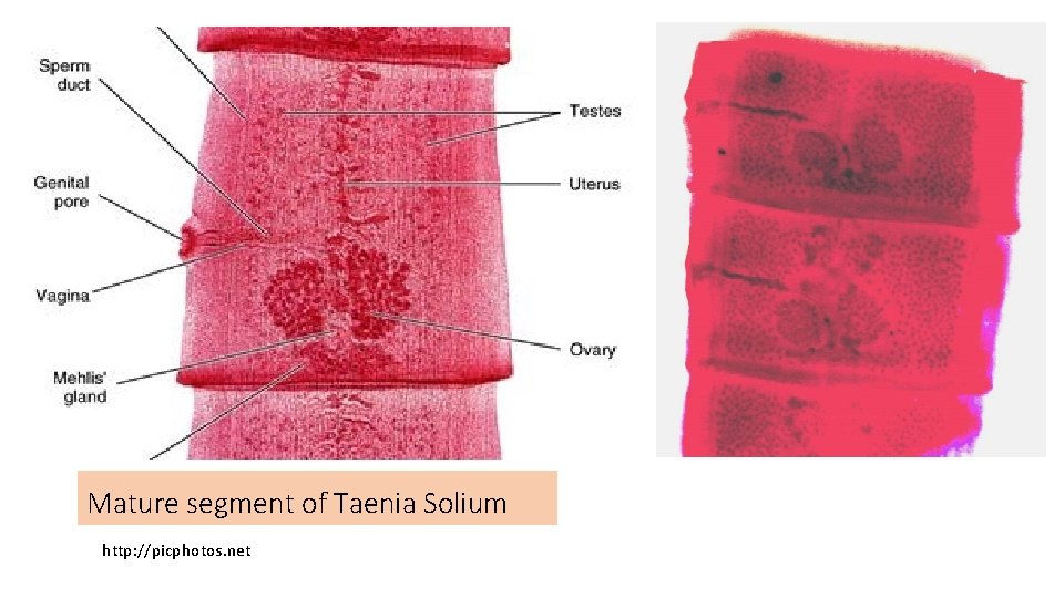 Mature segment of Taenia Solium http: //picphotos. net 