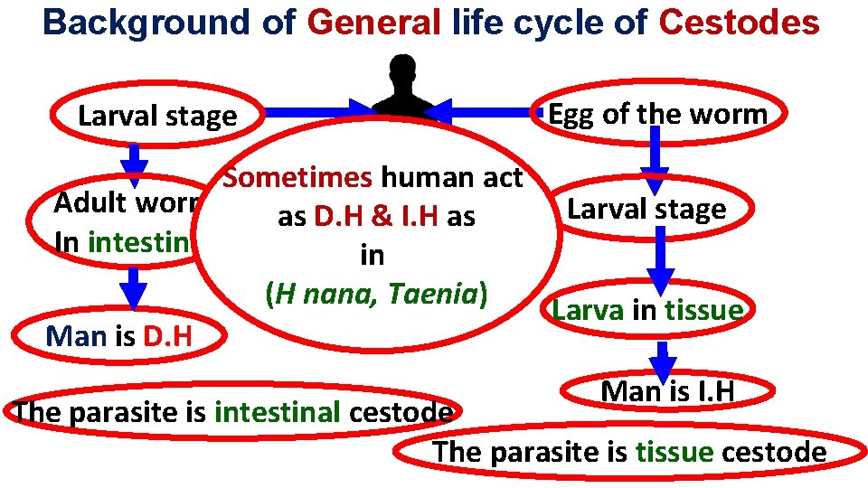 Background of General life cycle of Cestodes Larval stage Egg of the worm Sometimes Background of General life cycle of Cestodes Larval stage Egg of the worm Sometimes