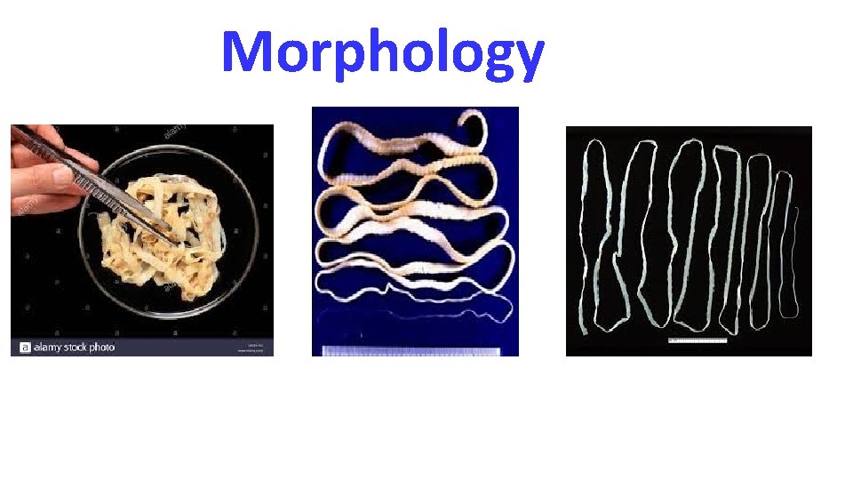 Morphology 