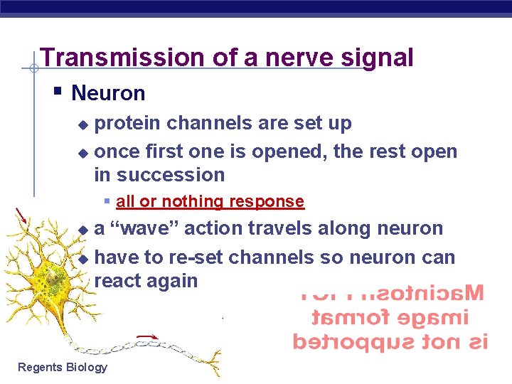 Transmission of a nerve signal § Neuron protein channels are set up u once