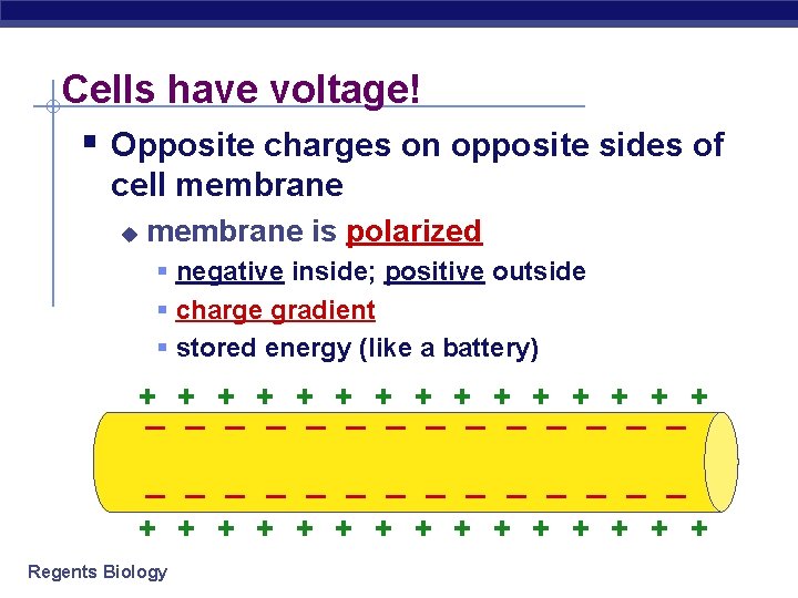 Cells have voltage! § Opposite charges on opposite sides of cell membrane u membrane