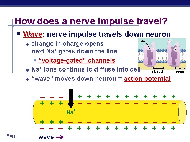 How does a nerve impulse travel? § Wave: nerve impulse travels down neuron u