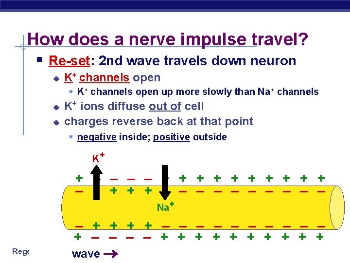 How does a nerve impulse travel? § Re-set: 2 nd wave travels down neuron