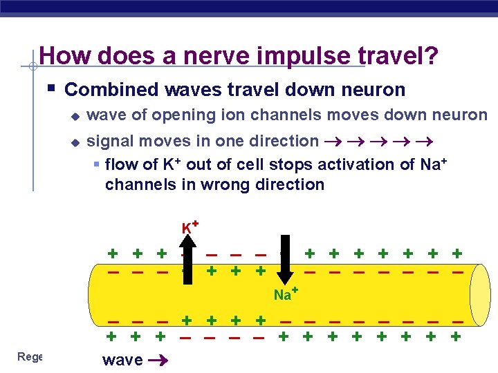 How does a nerve impulse travel? § Combined waves travel down neuron u u