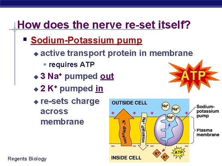 How does the nerve re-set itself? § Sodium-Potassium pump u active transport protein in