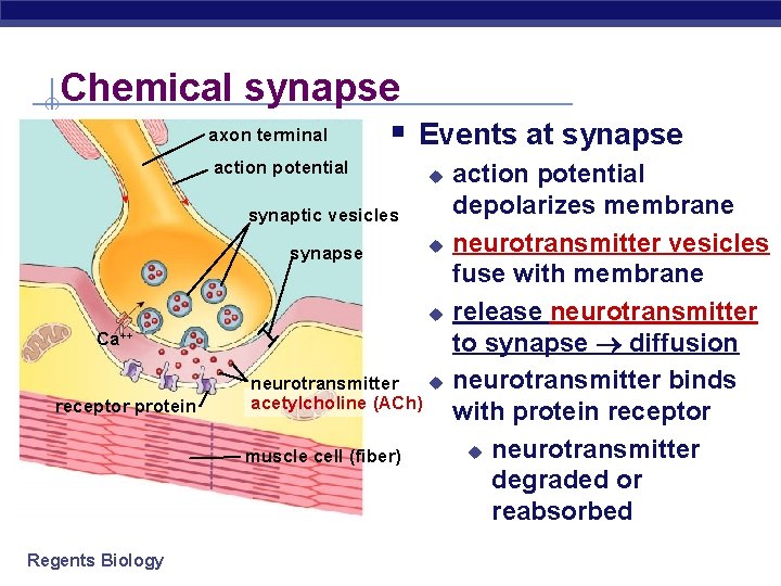 Chemical synapse axon terminal § Events at synapse action potential u synaptic vesicles synapse