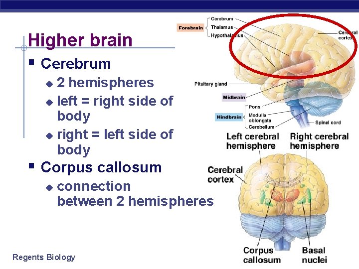 Higher brain § Cerebrum 2 hemispheres u left = right side of body u