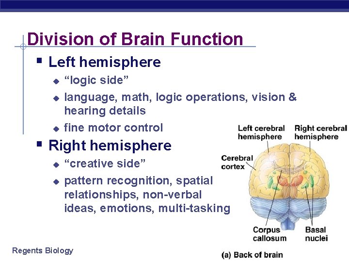 Division of Brain Function § Left hemisphere u u u “logic side” language, math,