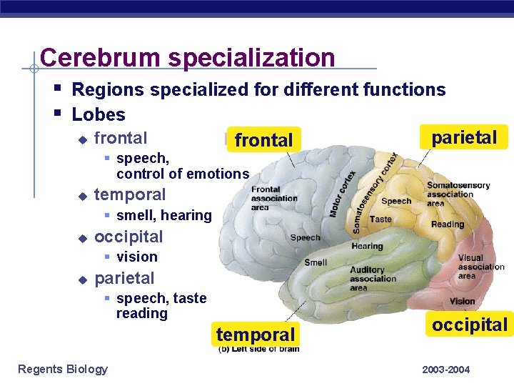 Cerebrum specialization § Regions specialized for different functions § Lobes u frontal parietal §