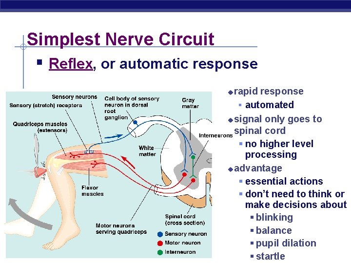 Simplest Nerve Circuit § Reflex, or automatic response rapid response § automated u signal