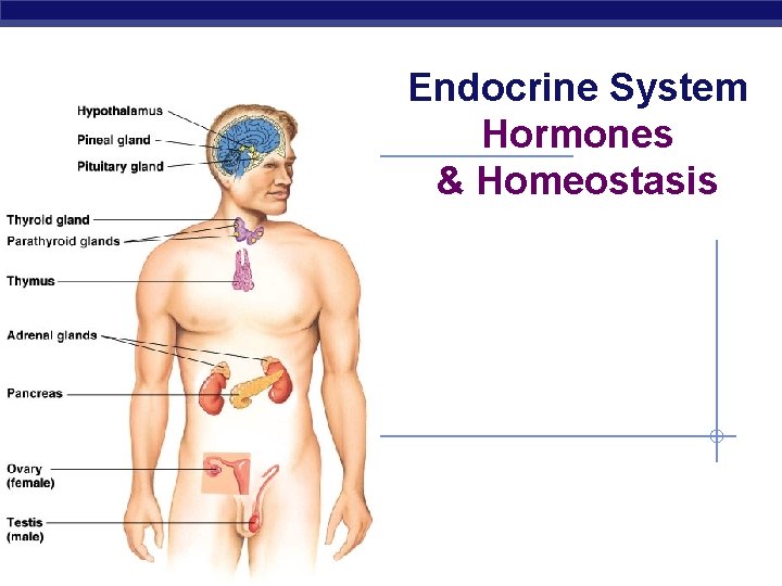 Endocrine System Hormones & Homeostasis AP Biology 