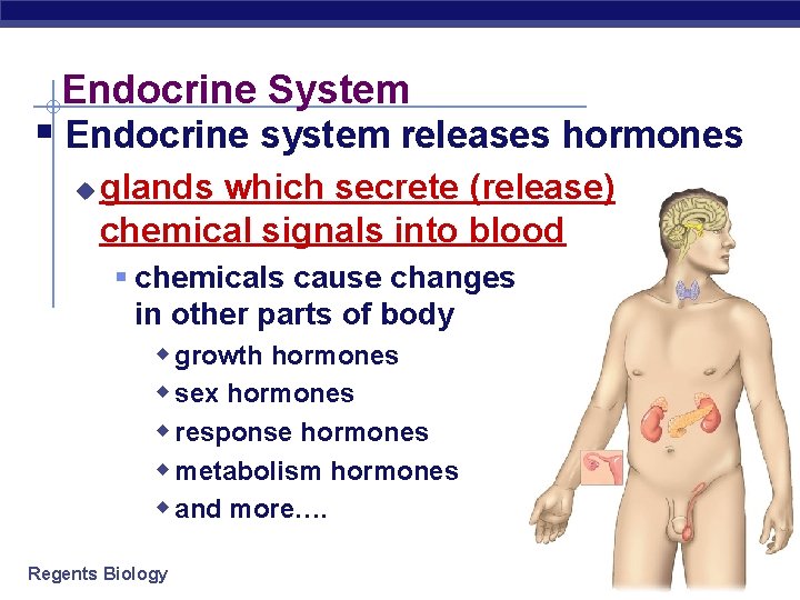 Endocrine System § Endocrine system releases hormones u glands which secrete (release) chemical signals