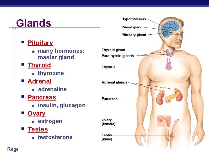 Glands § Pituitary u many hormones: master gland § Thyroid u thyroxine § Adrenal