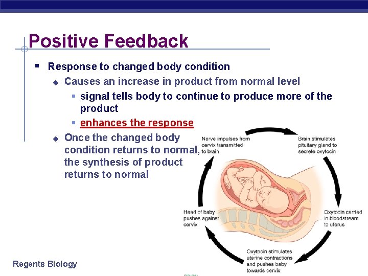 Positive Feedback § Response to changed body condition u u Causes an increase in