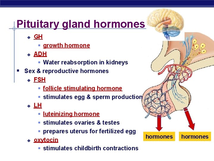 Pituitary gland hormones GH § growth hormone u ADH § Water reabsorption in kidneys