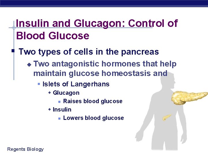 Insulin and Glucagon: Control of Blood Glucose § Two types of cells in the