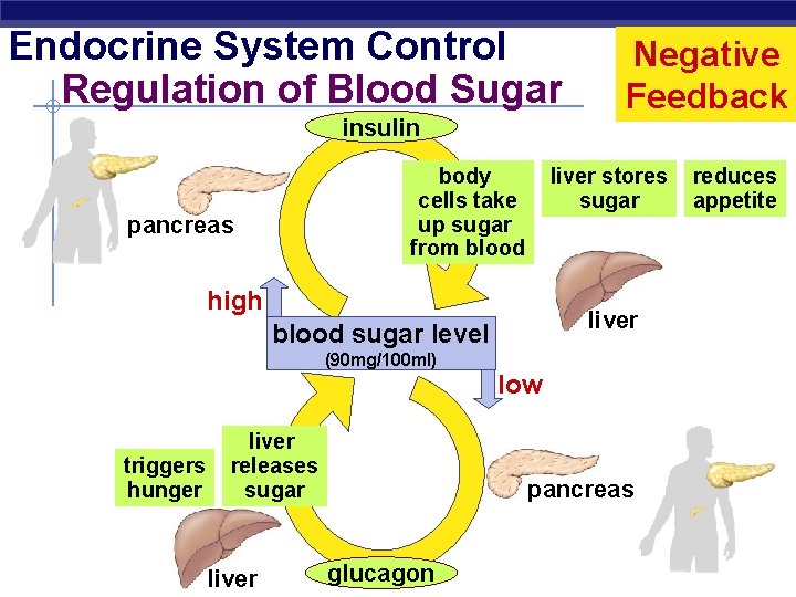 Endocrine System Control Regulation of Blood Sugar insulin liver stores sugar body cells take