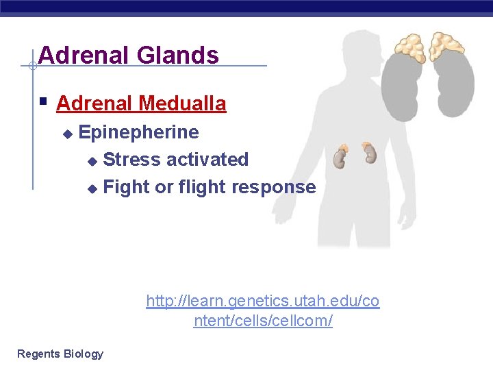 Adrenal Glands § Adrenal Medualla u Epinepherine u Stress activated u Fight or flight