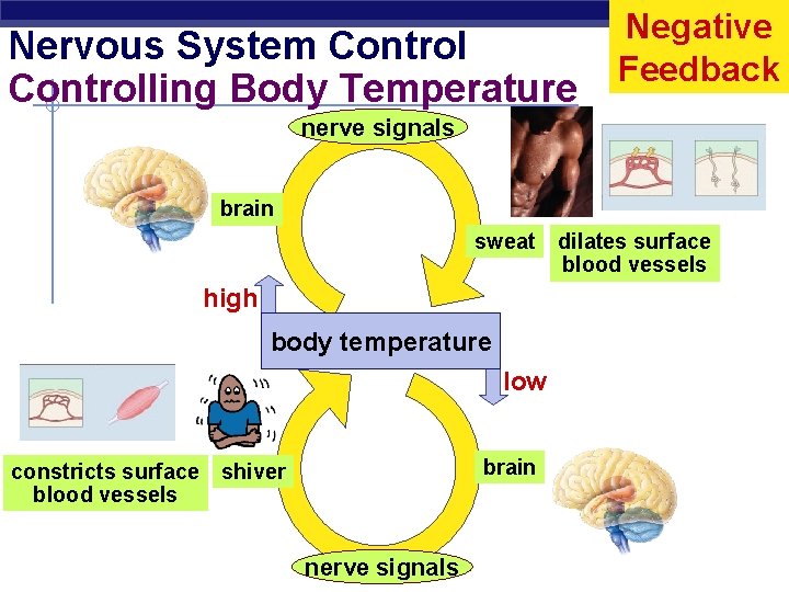 Nervous System Controlling Body Temperature Negative Feedback nerve signals brain sweat high body temperature