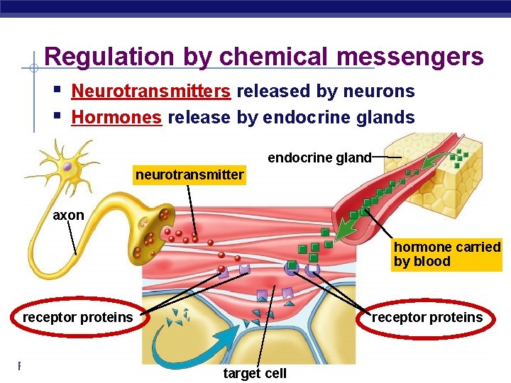 Regulation by chemical messengers § Neurotransmitters released by neurons § Hormones release by endocrine