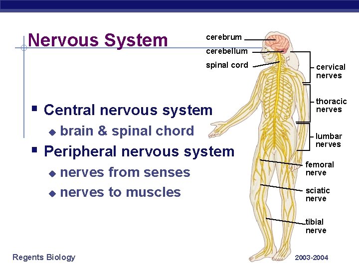 Nervous System cerebrum cerebellum spinal cord § Central nervous system u brain & spinal