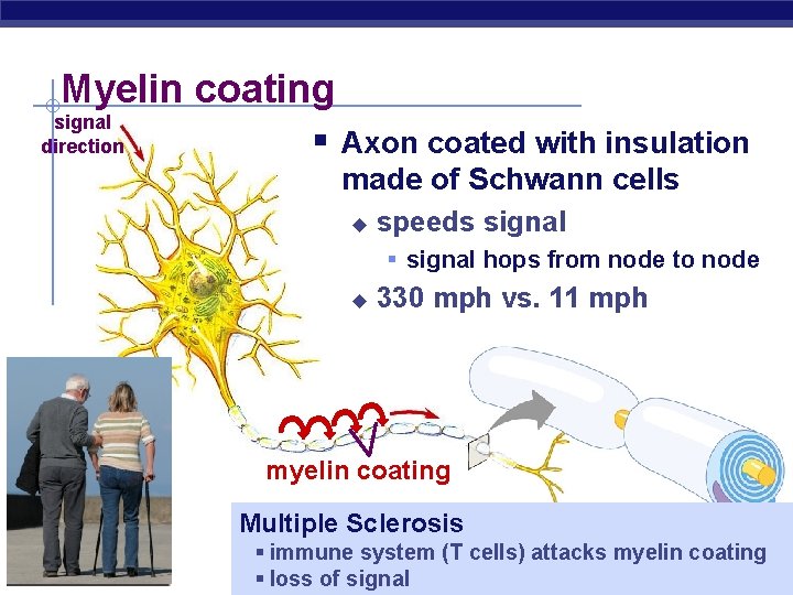 Myelin coating signal direction § Axon coated with insulation made of Schwann cells u