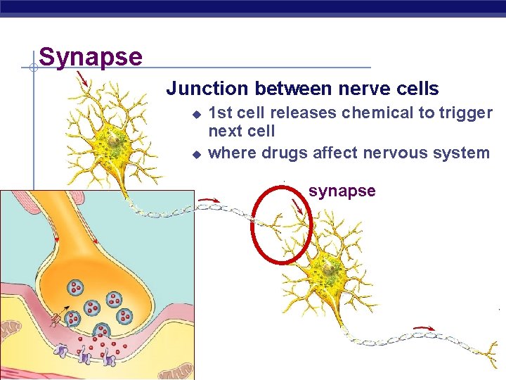 Synapse Junction between nerve cells u u 1 st cell releases chemical to trigger