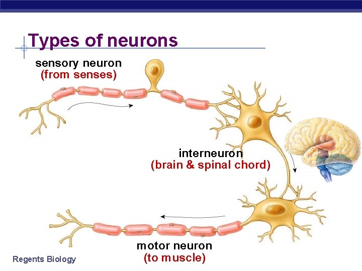 Types of neurons sensory neuron (from senses) interneuron (brain & spinal chord) Regents Biology