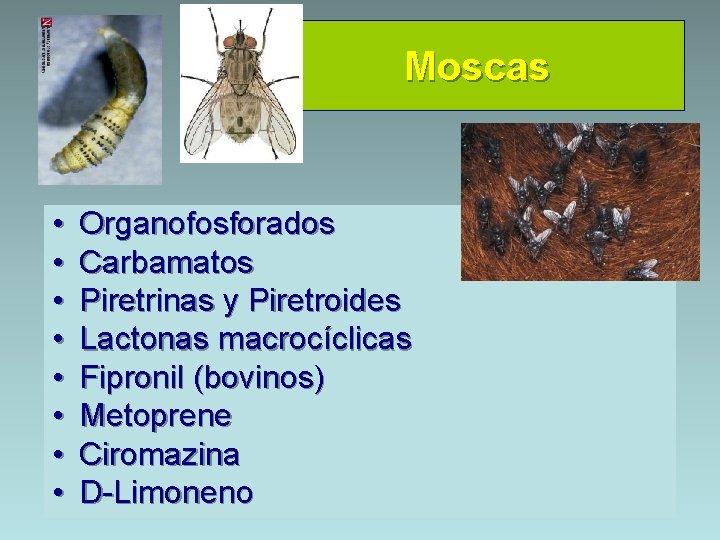 Moscas • • Organofosforados Carbamatos Piretrinas y Piretroides Lactonas macrocíclicas Fipronil (bovinos) Metoprene Ciromazina