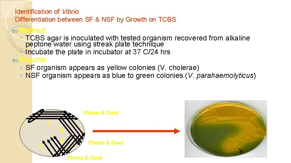 Identification of Vibrio Differentiation between SF & NSF by Growth on TCBS Method: ◦