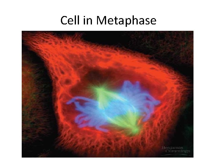 Cell in Metaphase 