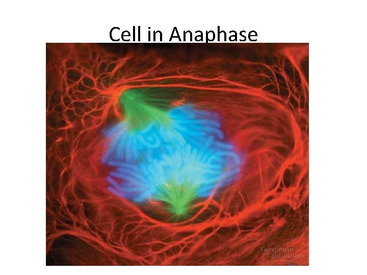 Cell in Anaphase 