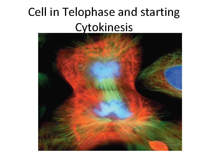 Cell in Telophase and starting Cytokinesis 