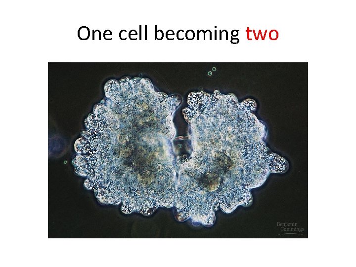 One cell becoming two 