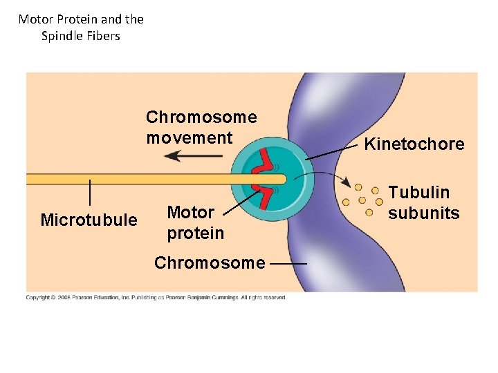 Motor Protein and the Spindle Fibers Chromosome movement Microtubule Motor protein Chromosome Kinetochore Tubulin