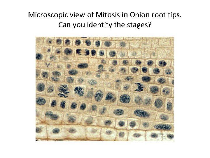 Microscopic view of Mitosis in Onion root tips. Can you identify the stages? 