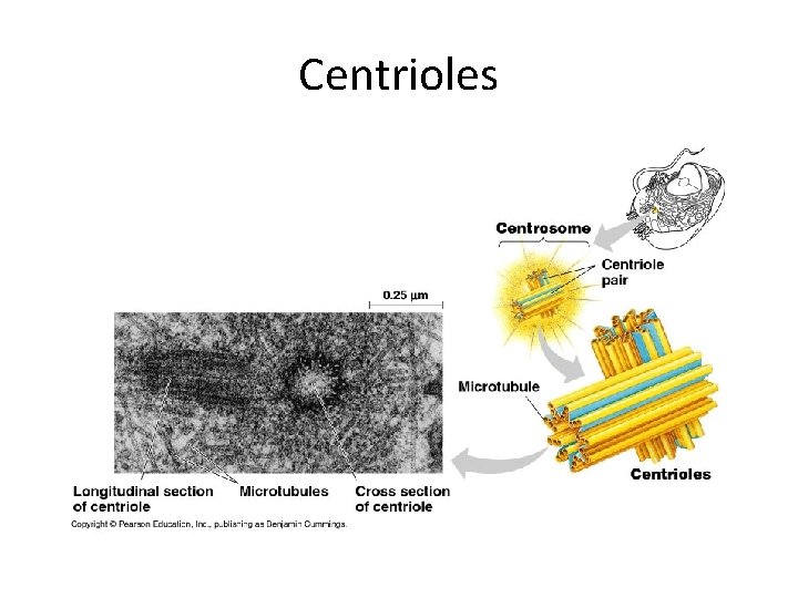 Centrioles 