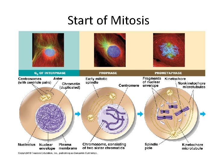 Start of Mitosis 