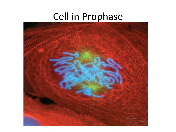 Cell in Prophase 