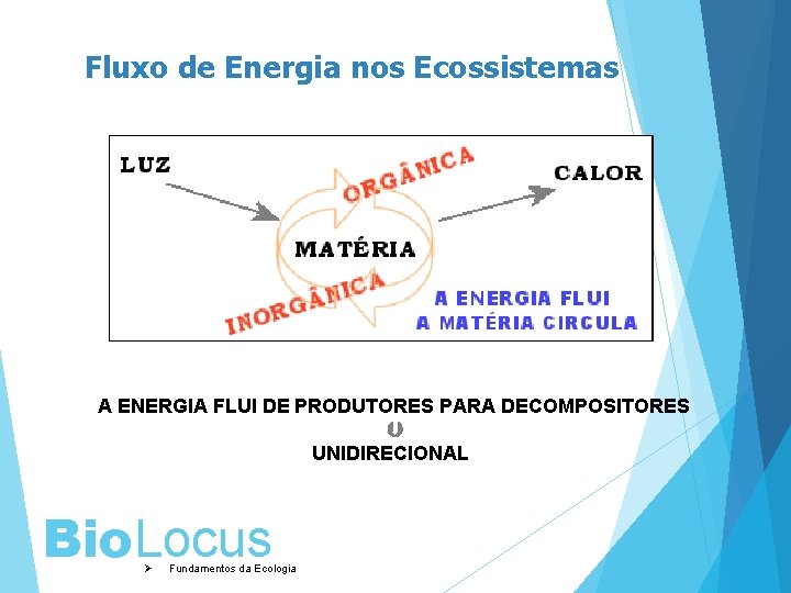 Fluxo de Energia nos Ecossistemas A ENERGIA FLUI DE PRODUTORES PARA DECOMPOSITORES Þ UNIDIRECIONAL